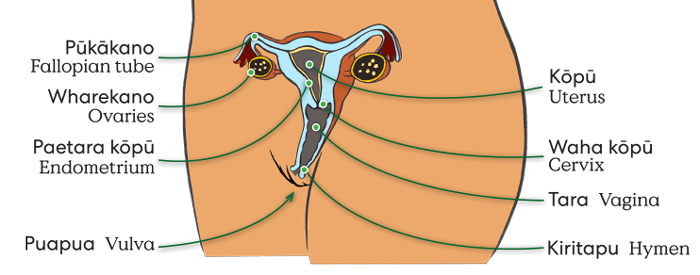Vulva-added-to-Intn-700x275pxs.png